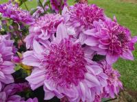 Jiřinka 'Richards Fortune' - Anemonkovité jiřinky (Dahlia)