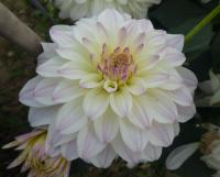 Jiřinka 'Monet' - Gallery jiřinky (Dahlia)