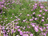 Astřička novobelgická 'Karminkuppel' (Symphyotrichum novi-belgii)