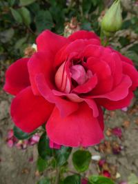 Růže 'Kronenbourg' - Velkokvěté růže (Rosa)