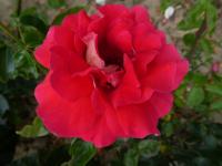 Růže 'Kronenbourg' - Velkokvěté růže (Rosa)