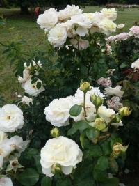 Růže 'La Perla' - Velkokvěté růže (Rosa)