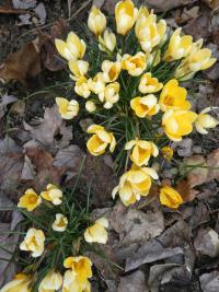 Šafrán zlatý 'Romance' (Crocus chrysanthus)