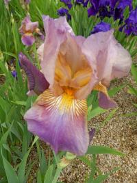 Kosatec 'Angelus' - Vysoké bradaté kosatce (Iris)
