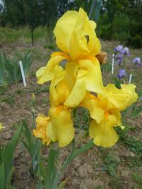 Kosatec 'Goldfackel' - Vysoké bradaté kosatce (Iris)