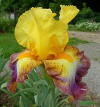 Kosatec 'Wanda Rezac' - Vysoké bradaté kosatce (Iris)