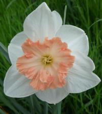 Narcis 'Precocious' - Velkokorunné narcisy (Narcissus)