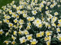 Narcis 'Sound' - Trubkovité narcisy (Narcissus)