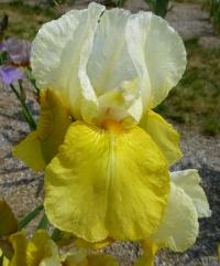 Kosatec 'Jessie Viette' - Vysoké bradaté kosatce (Iris)