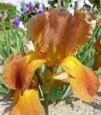 Kosatec 'Prairie Sunset' - Vysoké bradaté kosatce (Iris)