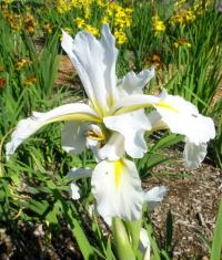 Kosatec 'Frigiya' - Kosatce spurie (Iris)