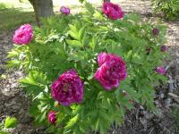 Pivoňka keřovitá 'Luoyang Hong' (Paeonia suffruticosa)