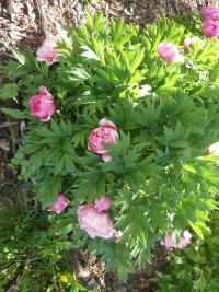 Pivoňka keřovitá 'Yin Hong Qiao Dui' (Paeonia suffruticosa)