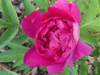 Pivoňka keřovitá 'Mei Gui Zi' (Paeonia suffruticosa)