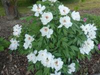 Pivoňka keřovitá 'Jing Yu' (Paeonia suffruticosa)