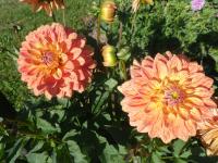 Jiřinka 'Marianeta' - Rozmanité jiřinky (Dahlia)