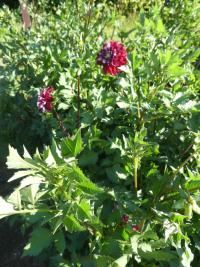 Jiřinka 'Darius ir Girénas' - Dekorační jiřinky (Dahlia)