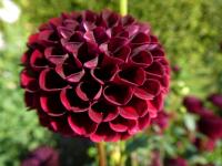 Jiřinka 'Natal' - Pomponkovité jiřinky (Dahlia)