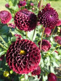 Jiřinka 'Natal' - Pomponkovité jiřinky (Dahlia)