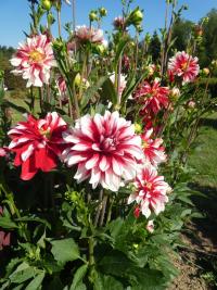 Jiřinka 'Catching Fire' - Dekorační jiřinky (Dahlia)