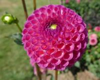 Jiřinka 'Burlesca' - Kulovité jiřinky (Dahlia)