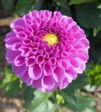 Jiřinka 'Franz Kafka' - Pomponkovité jiřinky (Dahlia)