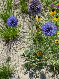 Bělotrn modrý ukrajinský 'Platinum Blue' - květ (Echinops ritro subsp ruthenicus)
