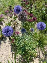 Bělotrn modrý ukrajinský 'Platinum Blue' - květ (Echinops ritro subsp ruthenicus)