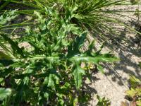 Bělotrn modrý ukrajinský 'Platinum Blue' - květ (Echinops ritro subsp ruthenicus)