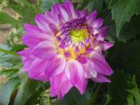 Jiřinka 'R Varnaité' - Rozmanité jiřinky (Dahlia)