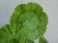 Pelargónie páskatá 'New Life' - list (Pelargonium zonale)
