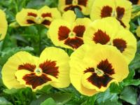 Maceška zahradní (Viola x wittrockiana)