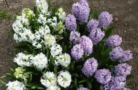 Hyacint východní (Hyacinthus orientalis)
