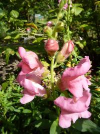 Hledík větší (Antirrhinum majus)