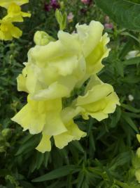 Hledík větší (Antirrhinum majus)