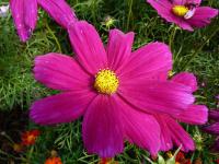 Krásenka zpeřená (Cosmos bipinnatus)