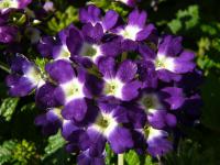 Verbena x hybrida   Verbene Blüten