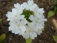 Verbena x hybrida   Verbene Blüten