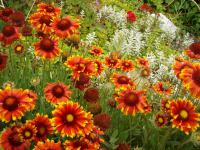 Kokarda velkokvětá (Gaillardia x grandiflora)