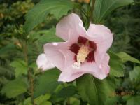 Ibišek syrský (Hibiscus syriacus)