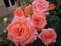 Růže (Rosa)