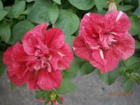 Petunie převislá (Petunia)