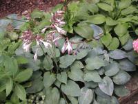 Hosta, bohyška (Hosta)