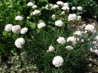 Trávnička přímořská (Armeria maritima)