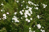 Řebříček bertrám (Achillea ptarmica)