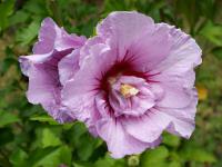 Rose of Sharon (Hibiscus syriacus)