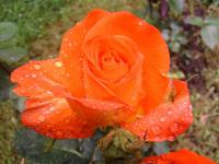 Růže 'France Libre' - Velkokvěté růže (Rosa)