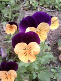 Violka rohatá (Viola cornuta)