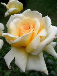 Růže - velkokvětá (Rosa)