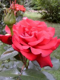 Růže - velkokvětá (Rosa)